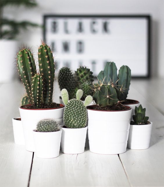 Cactos em vasinhos brancos de varios modelos decorando sala